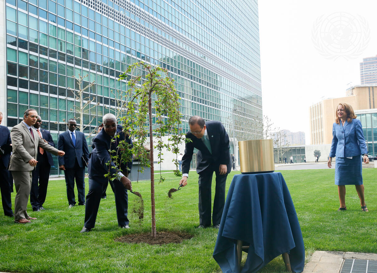 united-nations-photo-special-ceremony-planting-of-the-tree-of-peace