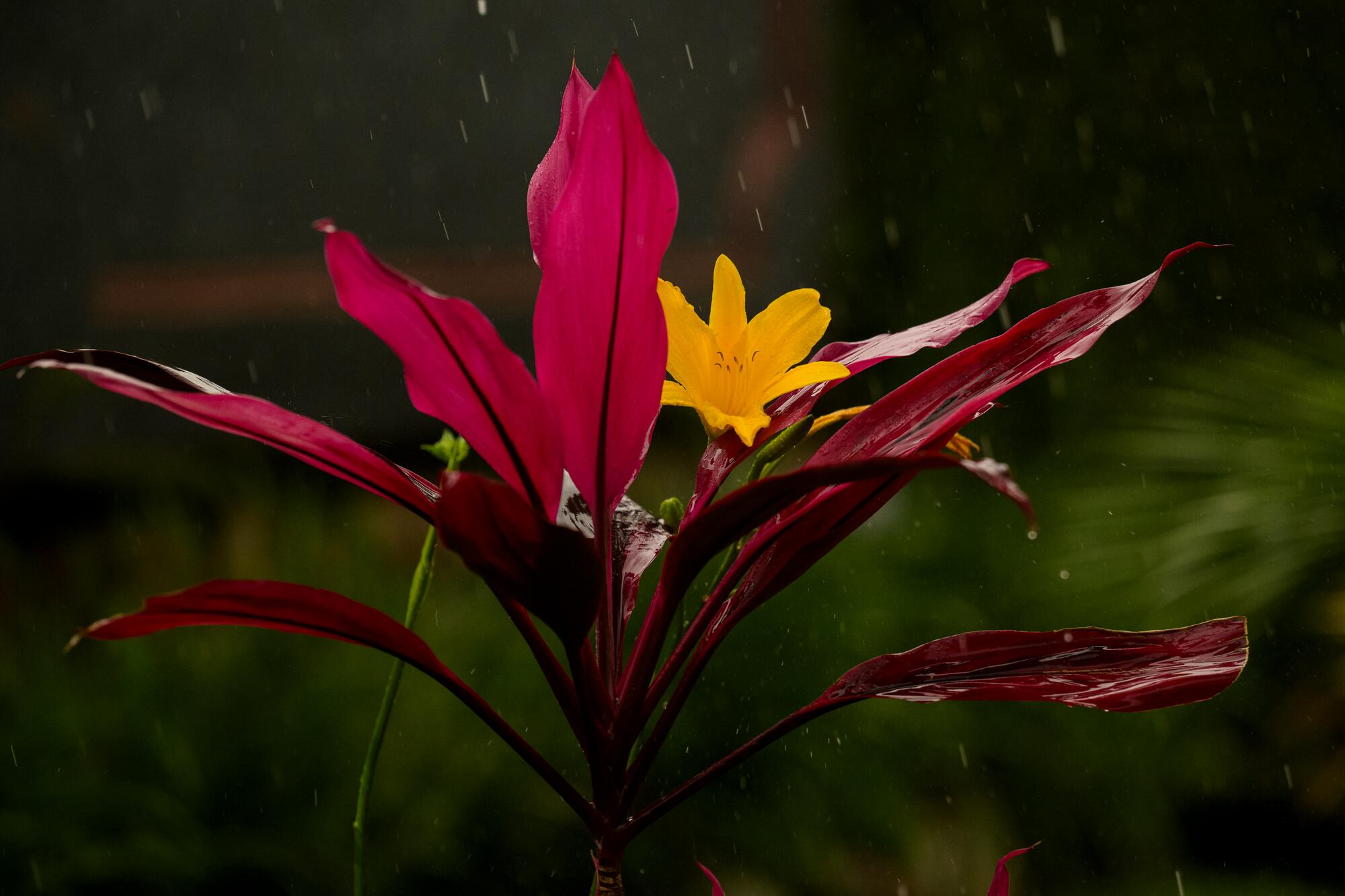 A flower in rain.

Kigali is the capital and largest city of Rwanda. Kigali has been Rwanda's main economic and cultural city since it was founded in 1907, and became the capital of the country at independence in 1962.

 2024 marks the 30th observance of the genocide against the Tutsi in Rwanda, one of the darkest chapters in human history. More than one million people – overwhelmingly Tutsi, but also Hutu and others who opposed the genocide – were systematically killed in less than three months.